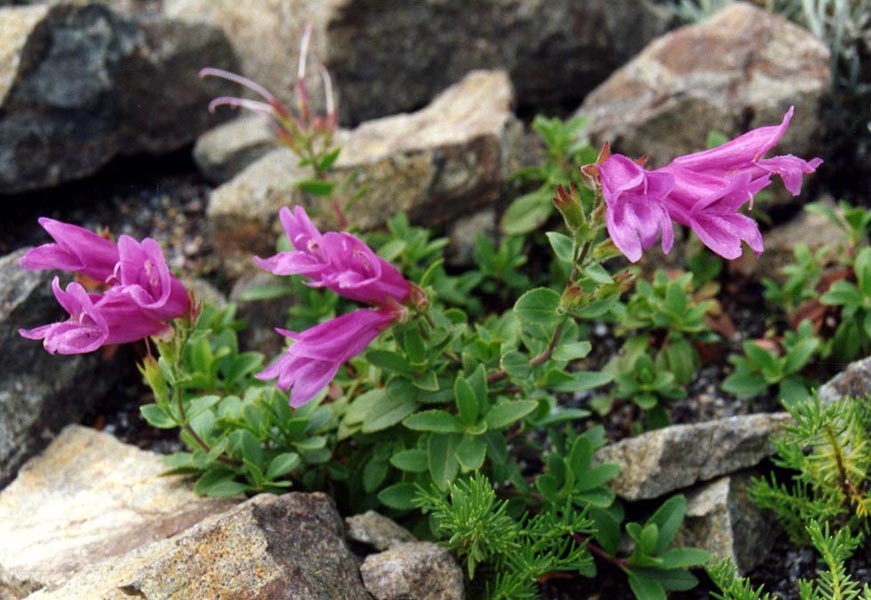 Penstemon rupicola in bloom on rocky screes of the coastal mountains of the American Northwest